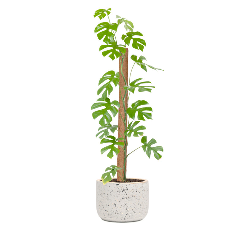 Tyczka kokosowa 120 cm podpórka do kwiatów palik kokosowy + mocowania