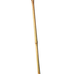 Tyczka bambusowa zestaw 50 szt. 10-12mm 120cm podpora