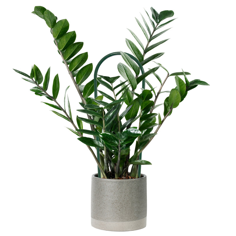 Łuk do podpierania roślin 45 cm metalowy zielony