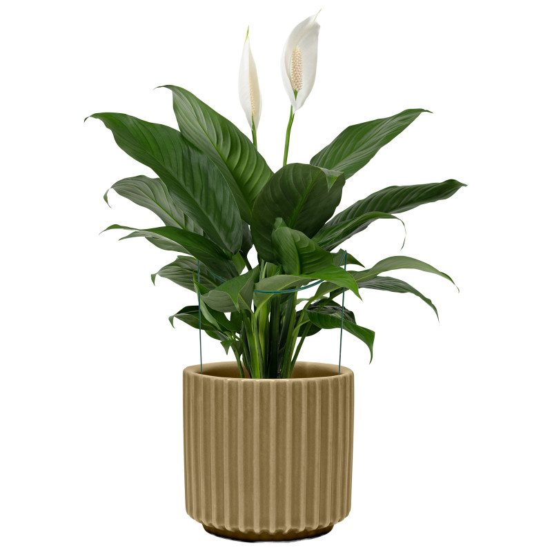 Metalowa podpora do roślin półkole 35 cm