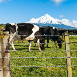 Drut kolczasty ocynkowany rolka 100m grubość 1,5mm