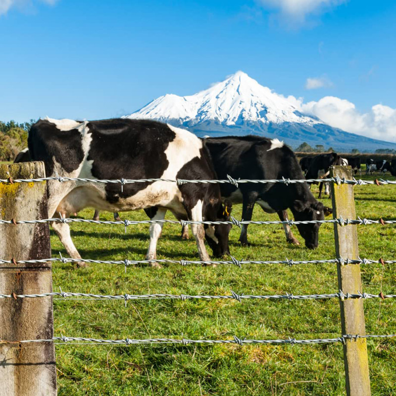 Drut kolczasty ocynkowany rolka 50m grubość 1,5mm