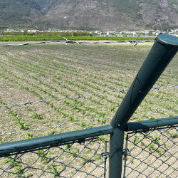 Drut kolczasty ocynkowany rolka 50m grubość 1,5mm