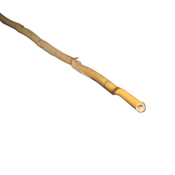 Tyczka bambusowa 10-12mm 120cm podpora zestaw 50 szt.