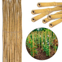 Tyczka bambusowa 10-12mm 120cm podpora zestaw 50 szt.