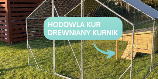 Drewniany kurnik – niezbędnik przy hodowli kur